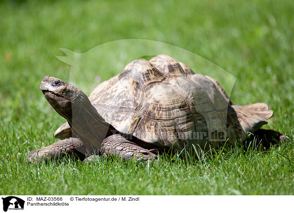 Pantherschildkrte / leopard tortoise / MAZ-03566