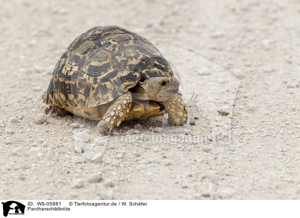 Pantherschildkrte / leopard tortoise / WS-05881
