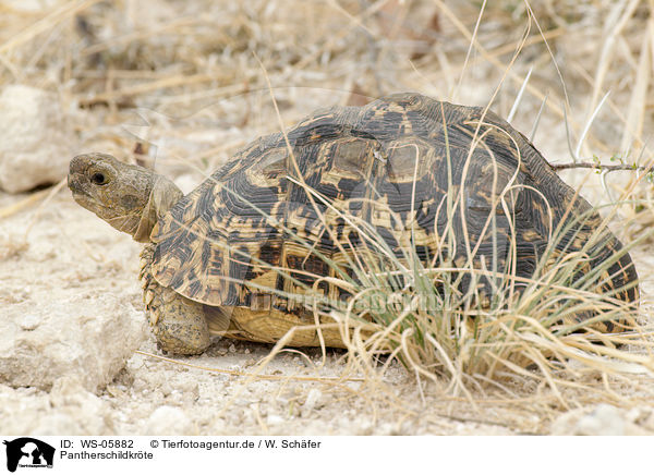 Pantherschildkrte / leopard tortoise / WS-05882
