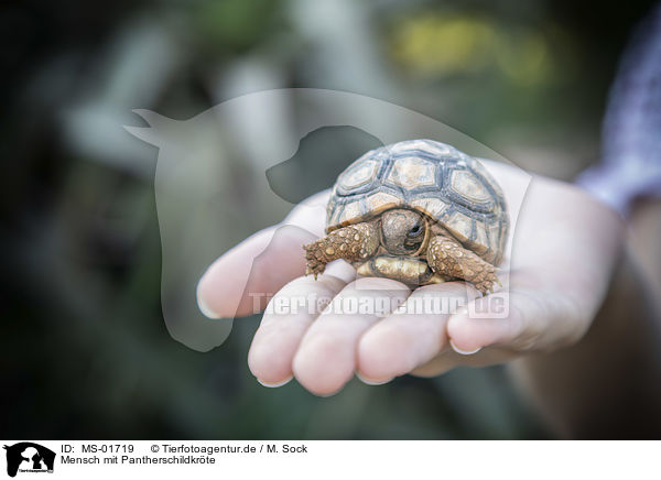 Mensch mit Pantherschildkrte / MS-01719