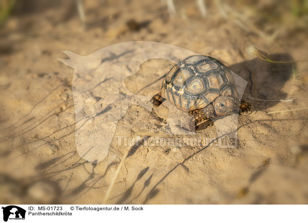 Pantherschildkrte / Leopard Tortoise / MS-01723