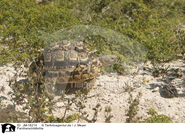 Pantherschildkrte / leopard tortoise / JM-18214