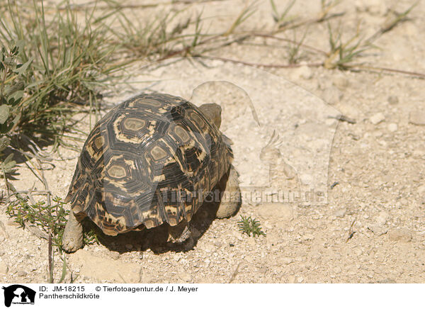 Pantherschildkrte / leopard tortoise / JM-18215