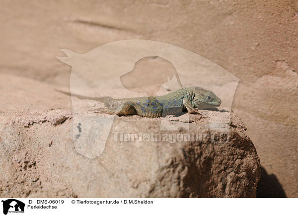 Perleidechse / ocellated lizard / DMS-06019