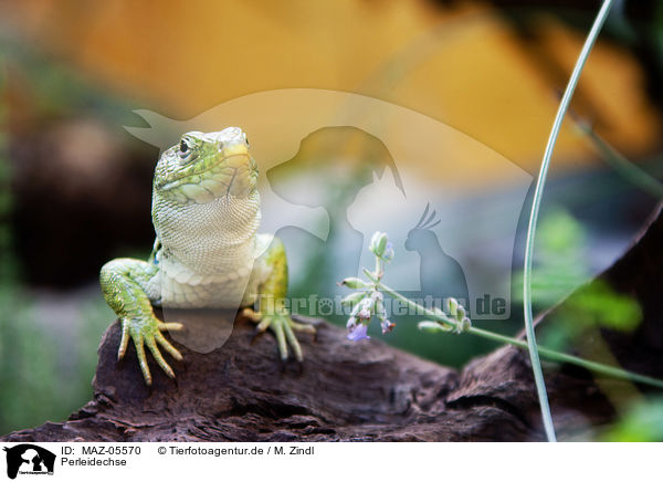 Perleidechse / ocellated lizard / MAZ-05570