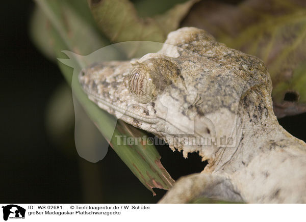 groer Madagaskar Plattschwanzgecko / WS-02681