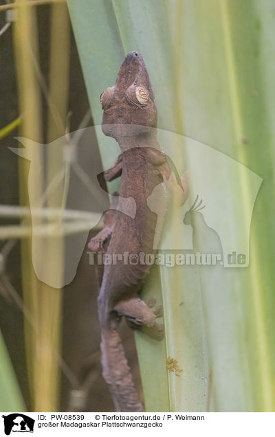 groer Madagaskar Plattschwanzgecko / PW-08539