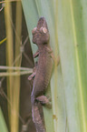 großer Madagaskar Plattschwanzgecko