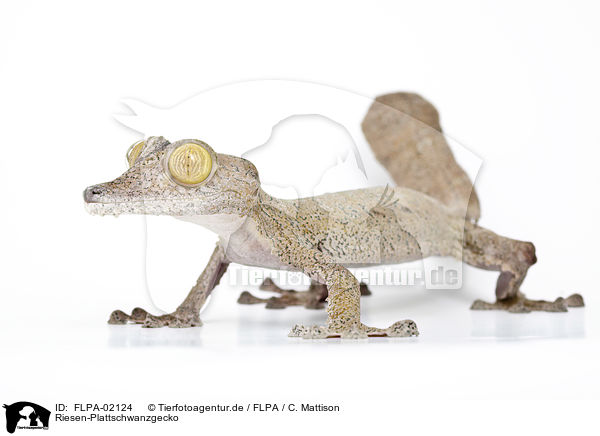 Riesen-Plattschwanzgecko / giant leaf-tailed gecko / FLPA-02124