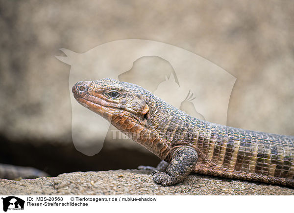 Riesen-Streifenschildechse / giant plated Lizard / MBS-20568