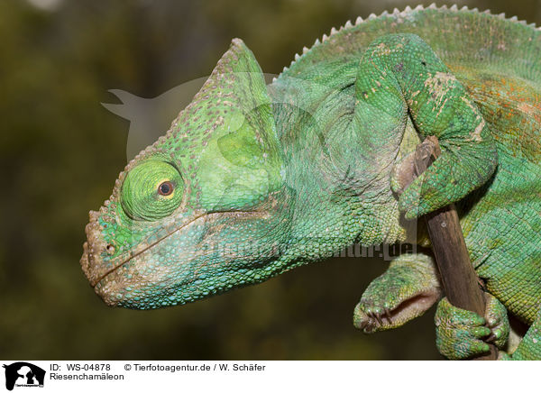 Riesenchamleon / Oustalets chameleon / WS-04878