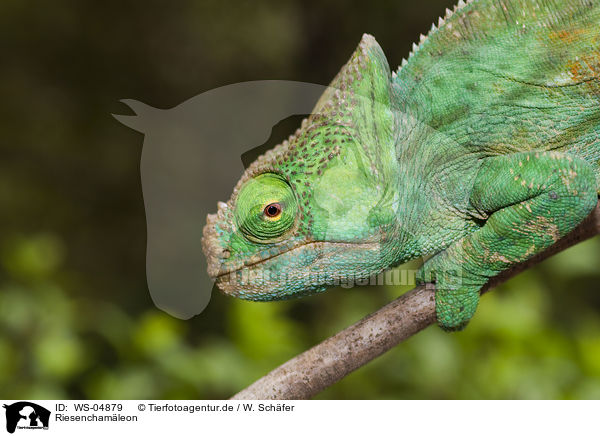 Riesenchamleon / Oustalets chameleon / WS-04879