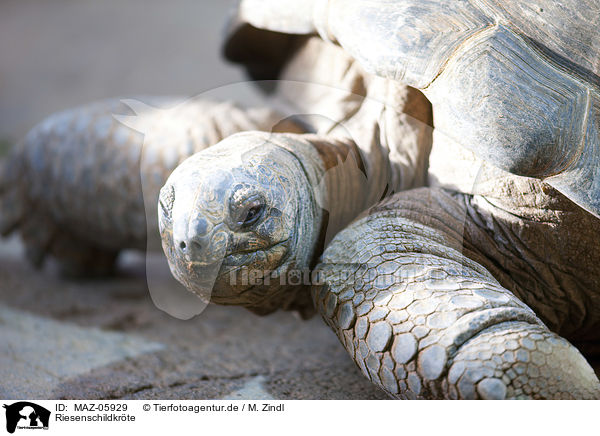 Riesenschildkrte / Giant Tortoise / MAZ-05929