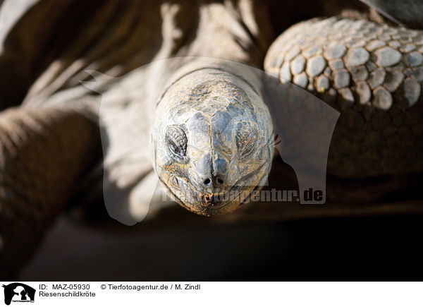Riesenschildkrte / Giant Tortoise / MAZ-05930