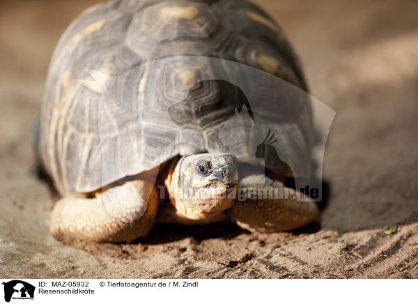 Riesenschildkrte / MAZ-05932