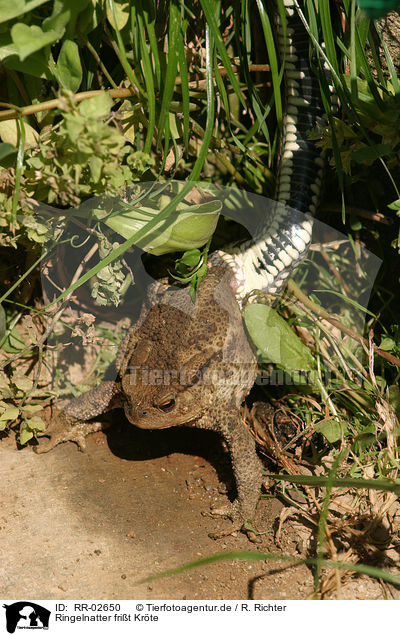 Ringelnatter frit Krte / ring snake with toad / RR-02650