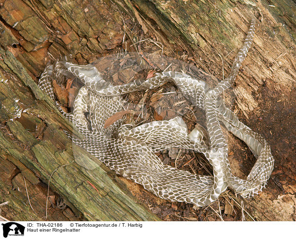 Haut einer Ringelnatter / skin of a grass snake / THA-02186