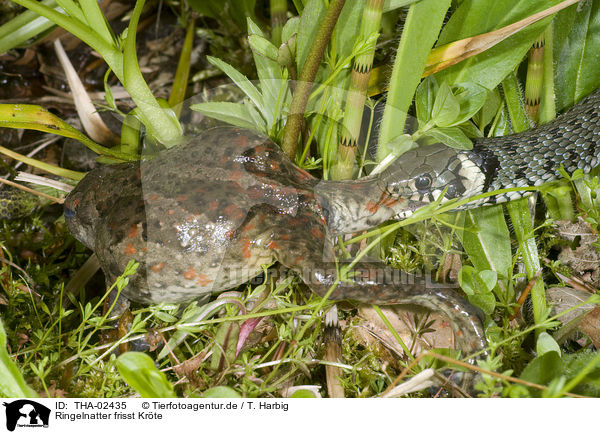 Ringelnatter frisst Krte / grass snake eats toad / THA-02435