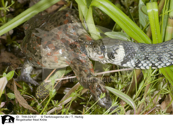 Ringelnatter frisst Krte / grass snake eats toad / THA-02437