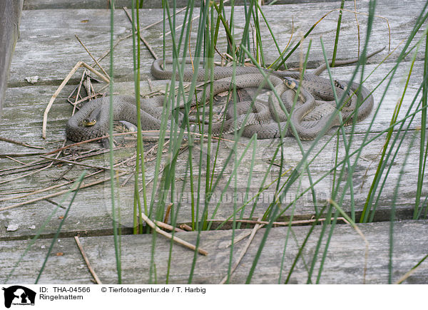 Ringelnattern / grass snakes / THA-04566