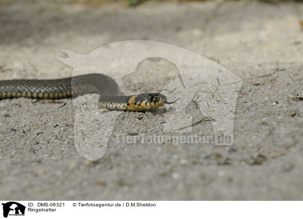 Ringelnatter / grass snake / DMS-06321