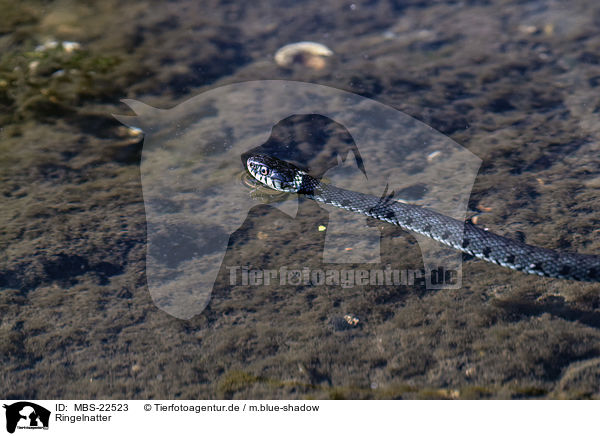 Ringelnatter / Grass Snake / MBS-22523