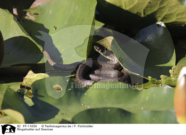 Ringelnatter auf Seerose / FF-11659