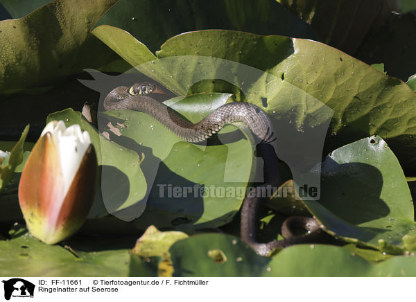 Ringelnatter auf Seerose / Grass snake on water lily / FF-11661