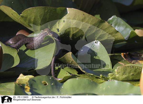 Ringelnatter auf Seerose / Grass snake on water lily / FF-11663