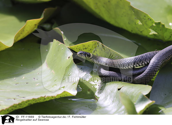 Ringelnatter auf Seerose / Grass snake on water lily / FF-11669
