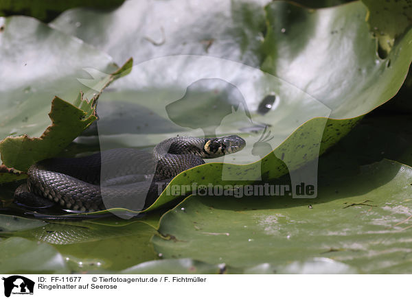 Ringelnatter auf Seerose / Grass snake on water lily / FF-11677
