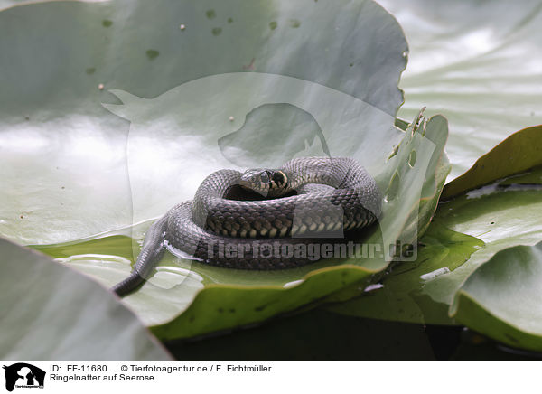 Ringelnatter auf Seerose / Grass snake on water lily / FF-11680