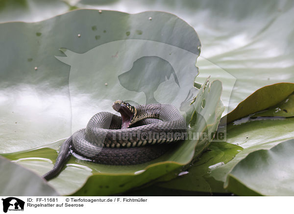 Ringelnatter auf Seerose / FF-11681