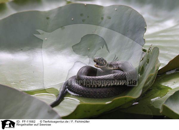 Ringelnatter auf Seerose / Grass snake on water lily / FF-11682