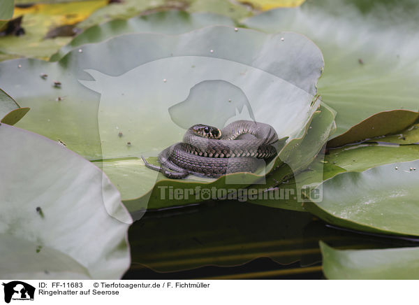 Ringelnatter auf Seerose / Grass snake on water lily / FF-11683