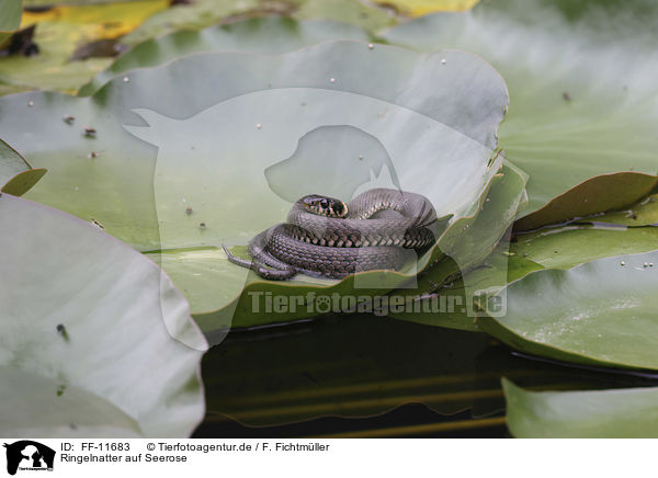 Ringelnatter auf Seerose / FF-11683