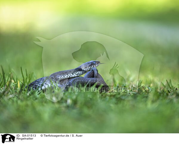 Ringelnatter / grass snake / SA-01513