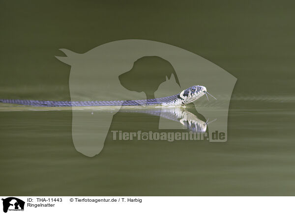 Ringelnatter / ring snake / THA-11443