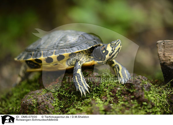 Rotwangen-Schmuckschildkrte / red-eared slider / DMS-07930