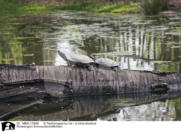 Rotwangen-Schmuckschildkrten / red-eared sliders / MBS-13986