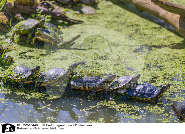 Rotwangen-Schmuckschildkrten / red-eared sliders / PW-10440