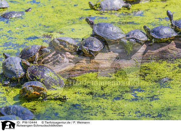 Rotwangen-Schmuckschildkrten / red-eared sliders / PW-10444