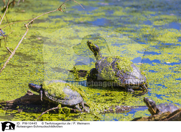 Rotwangen-Schmuckschildkrten / red-eared sliders / PW-10445