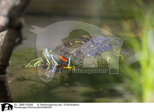 Rotwangen-Schmuckschildkr�te / red-eared slider / DMS-18296