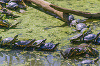 Rotwangen-Schmuckschildkröten