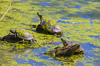 Rotwangen-Schmuckschildkröten