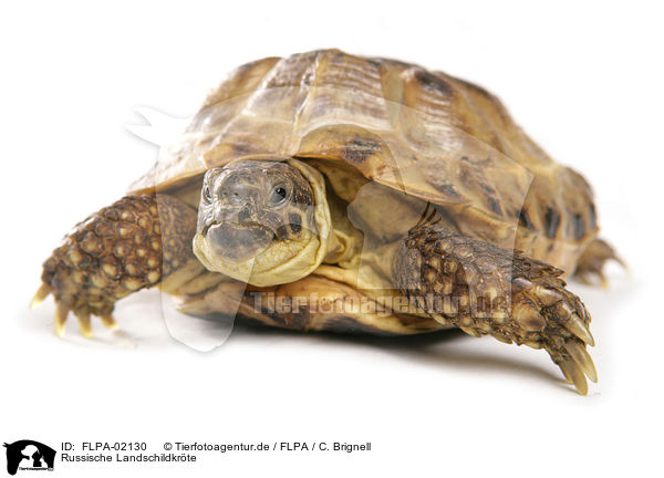 Russische Landschildkrte / Russian tortoise / FLPA-02130