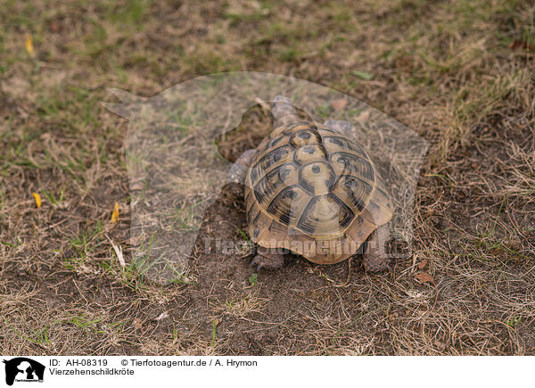 Vierzehenschildkrte / Russian tortoise / AH-08319