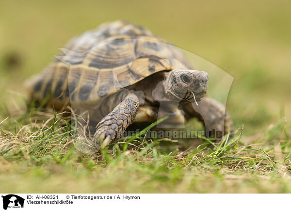 Vierzehenschildkrte / AH-08321