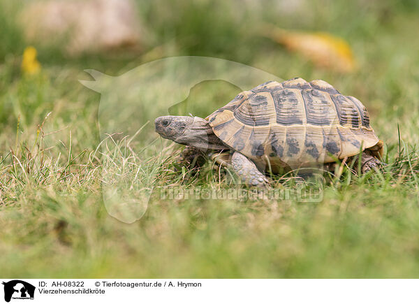 Vierzehenschildkrte / AH-08322